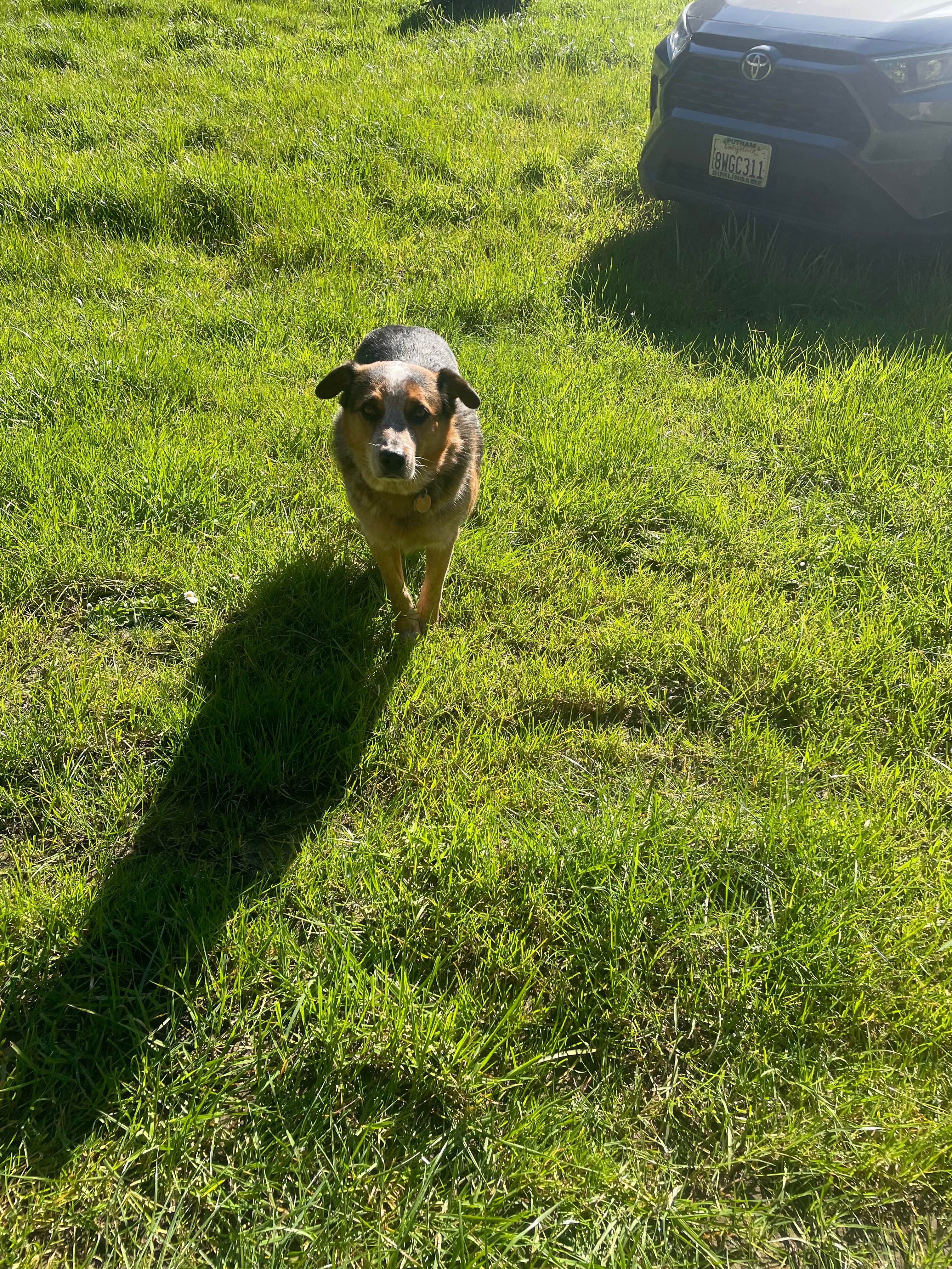 Dylan C.'s photo of camping with pets at Wuss Camp near Fields Landing, CA