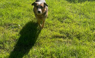 Dylan C.'s photo of camping with pets at Wuss Camp near Loleta, CA