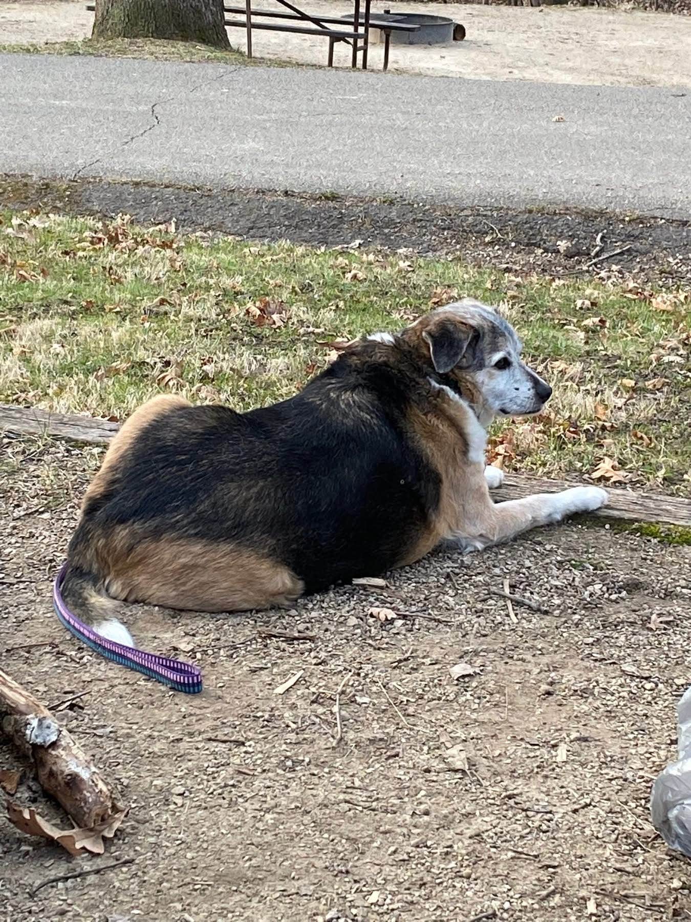 Kay K.'s photo of camping with pets at Wyalusing State Park Campground near Dyersville, IA