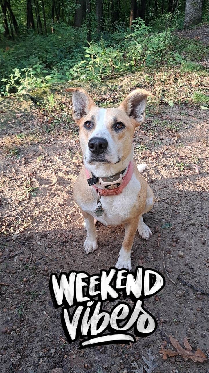 Brent B.'s photo of camping with pets at Wyalusing State Park Campground in Wisconsin