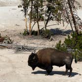 Review photo of Grant Village Campground — Yellowstone National Park by Erich B., August 27, 2026