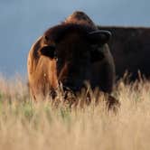Review photo of Gros Ventre Campground — Grand Teton National Park by Finn S., August 31, 2026
