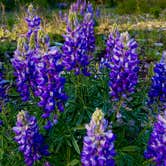 Review photo of Gros Ventre Campground — Grand Teton National Park by Tom H., June 27, 2024