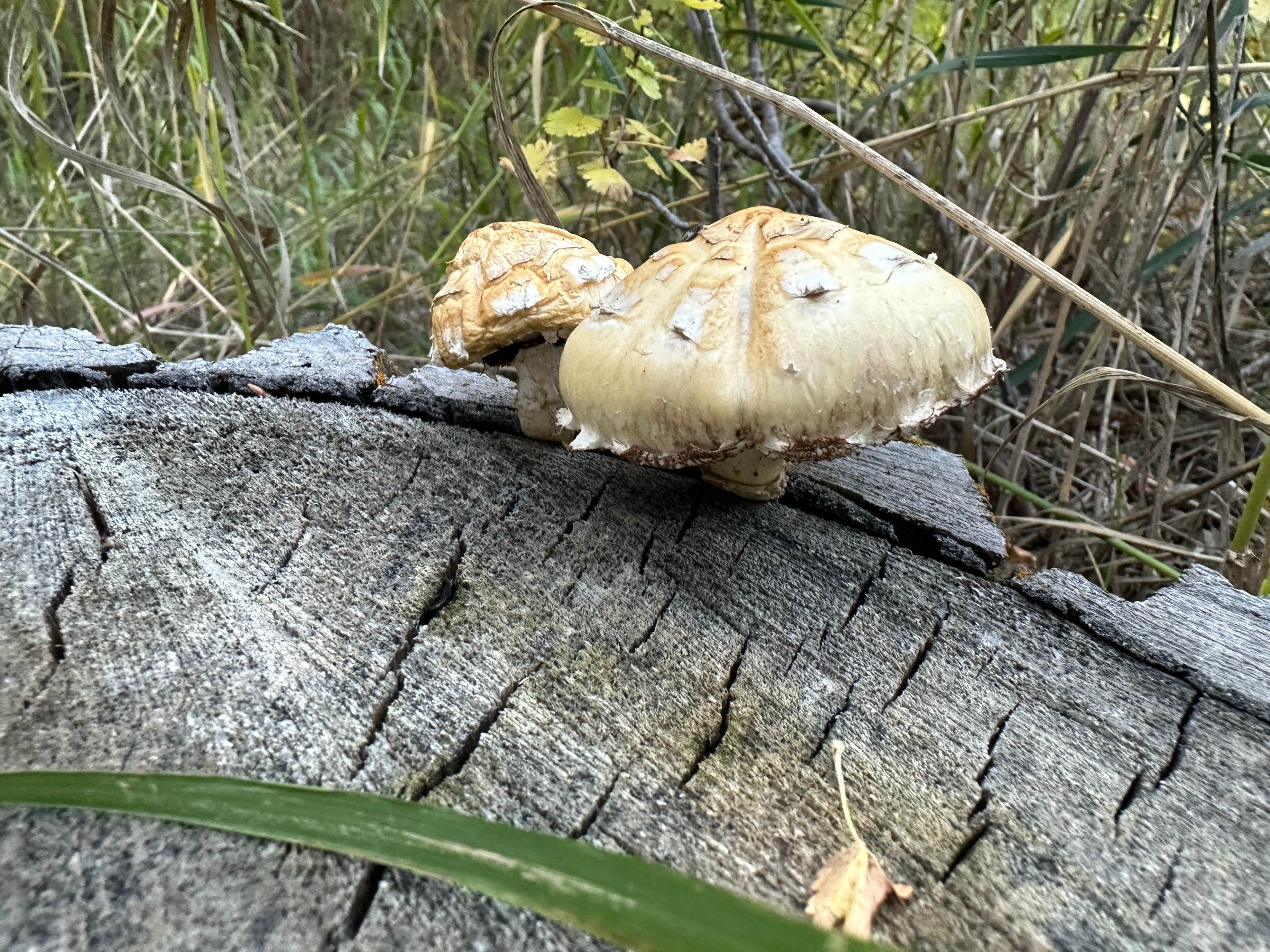 Camper-submitted photo at Little Sunlight Camping Area near Cody, WY