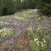 Review photo of Madison Campground — Yellowstone National Park by Susan B., July 15, 2026