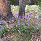 Review photo of Madison Campground — Yellowstone National Park by Susan B., July 15, 2026