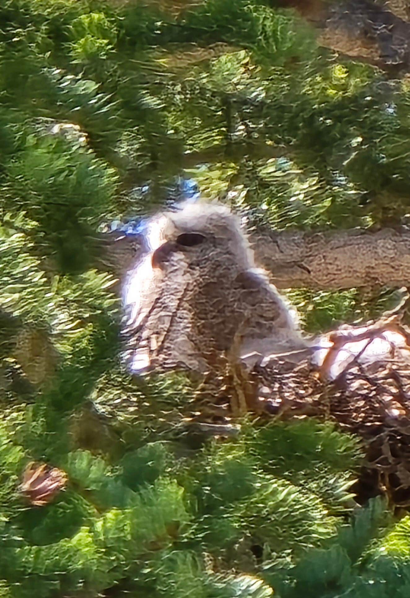 Cindy B.'s photo of camping with pets at North Tongue near Dayton, WY