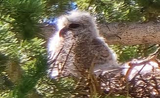 Cindy B.'s photo of camping with pets at North Tongue near Shell, WY