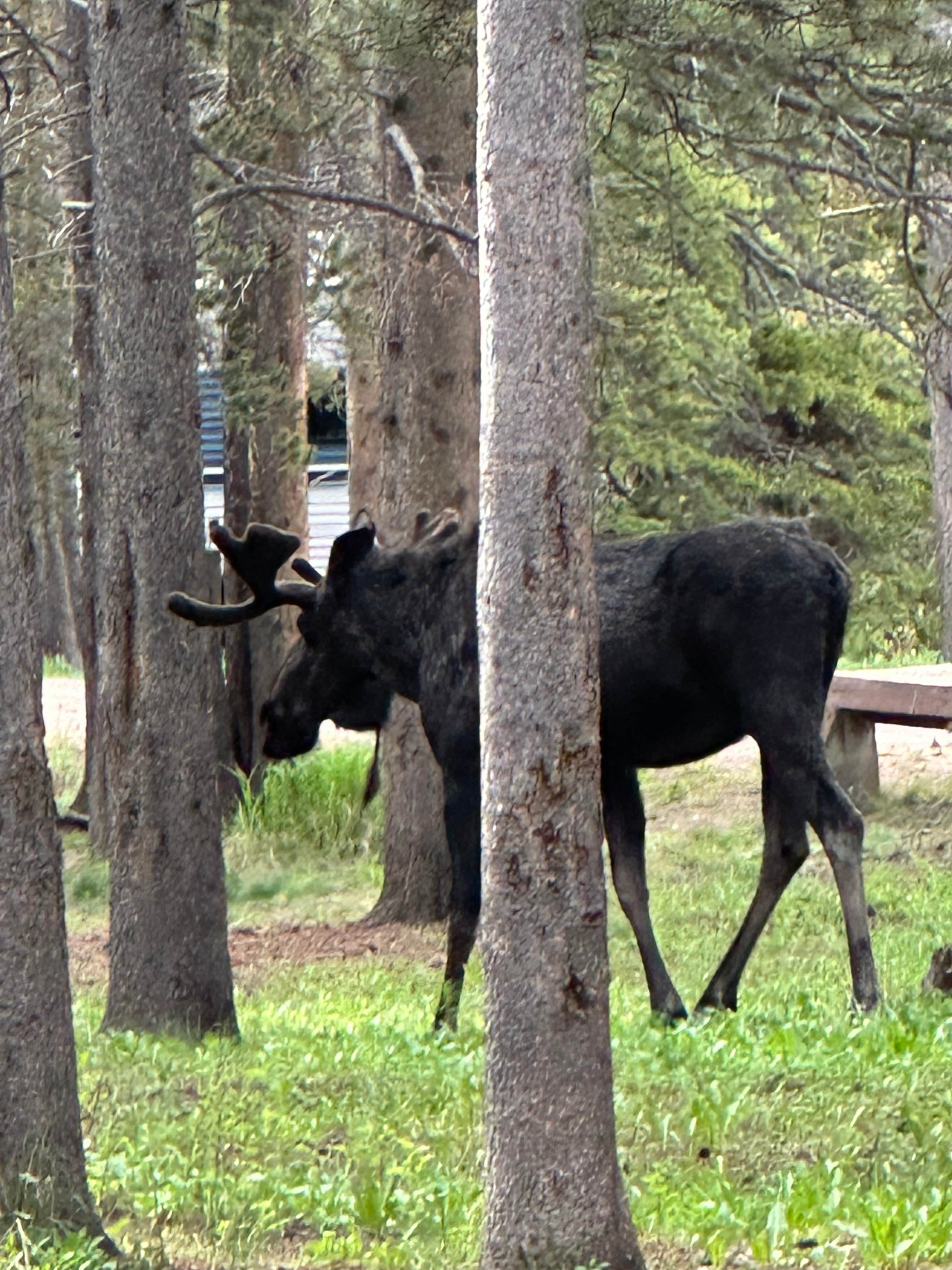 Camper-submitted photo at Prune Creek near Dayton, WY