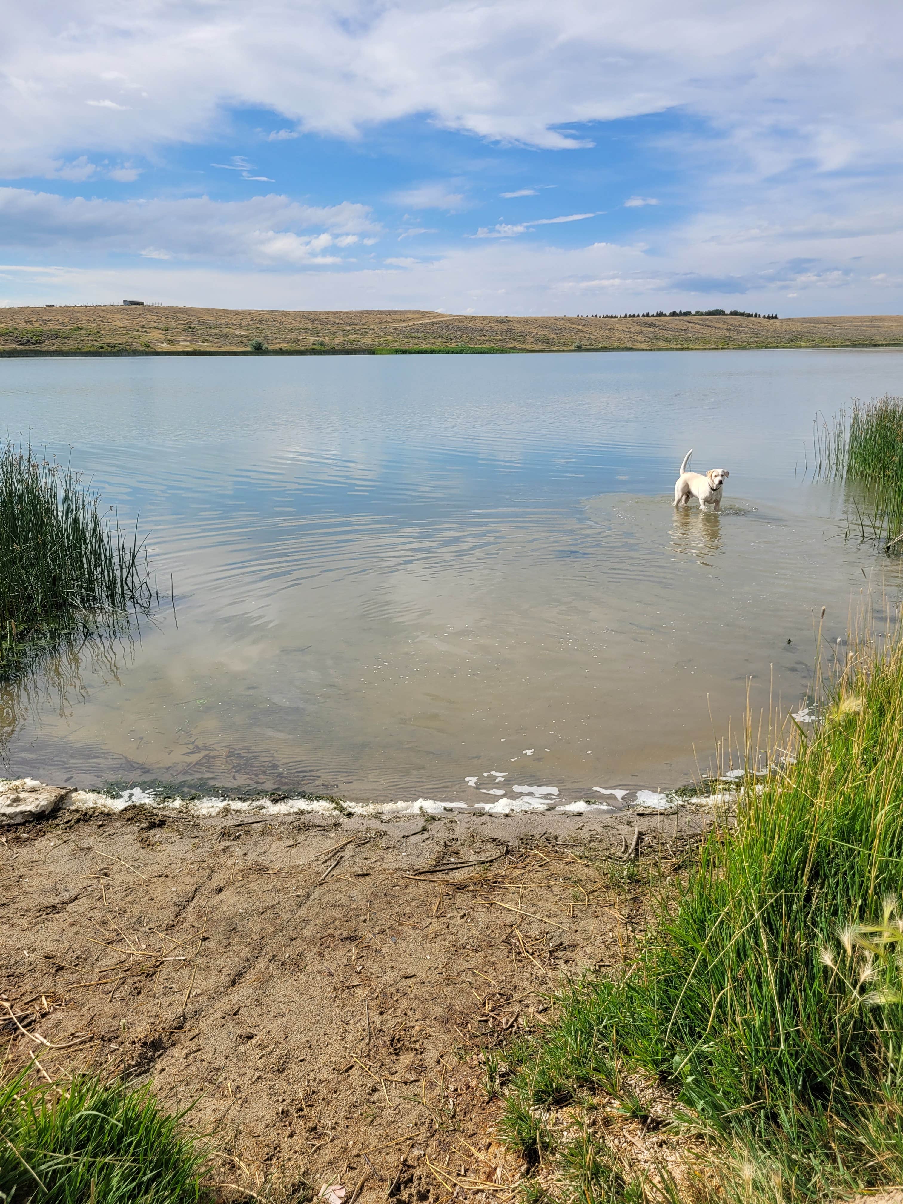 Kasy A.'s photo of camping with pets at Saratoga Lake Campground near Centennial, WY