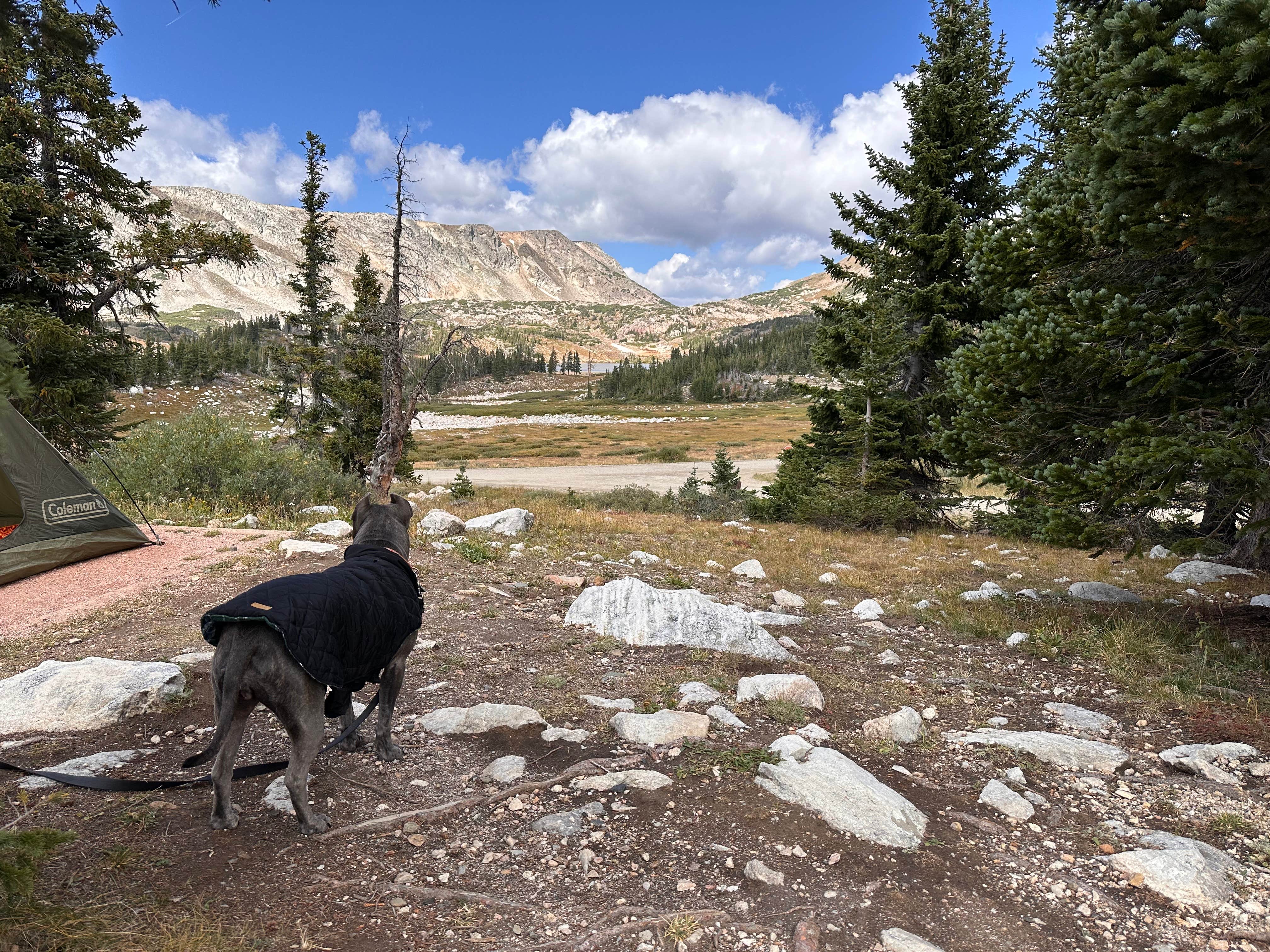 Maya G.'s photo of camping with pets at Sugarloaf Campground near Centennial, WY
