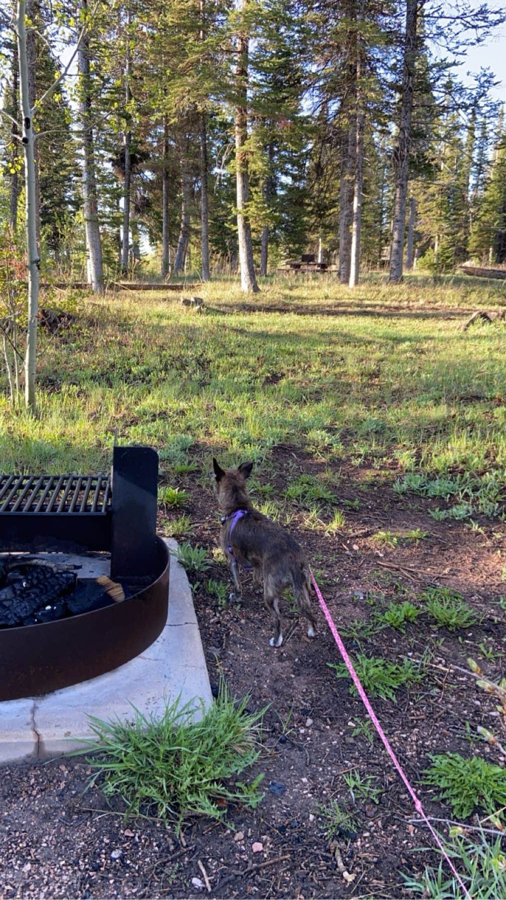 Carrie B.'s photo of camping with pets at Tie City Campground (Wy) near Laramie, WY