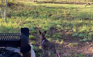 Carrie B.'s photo of camping with pets at Tie City Campground (Wy) near Cheyenne, WY
