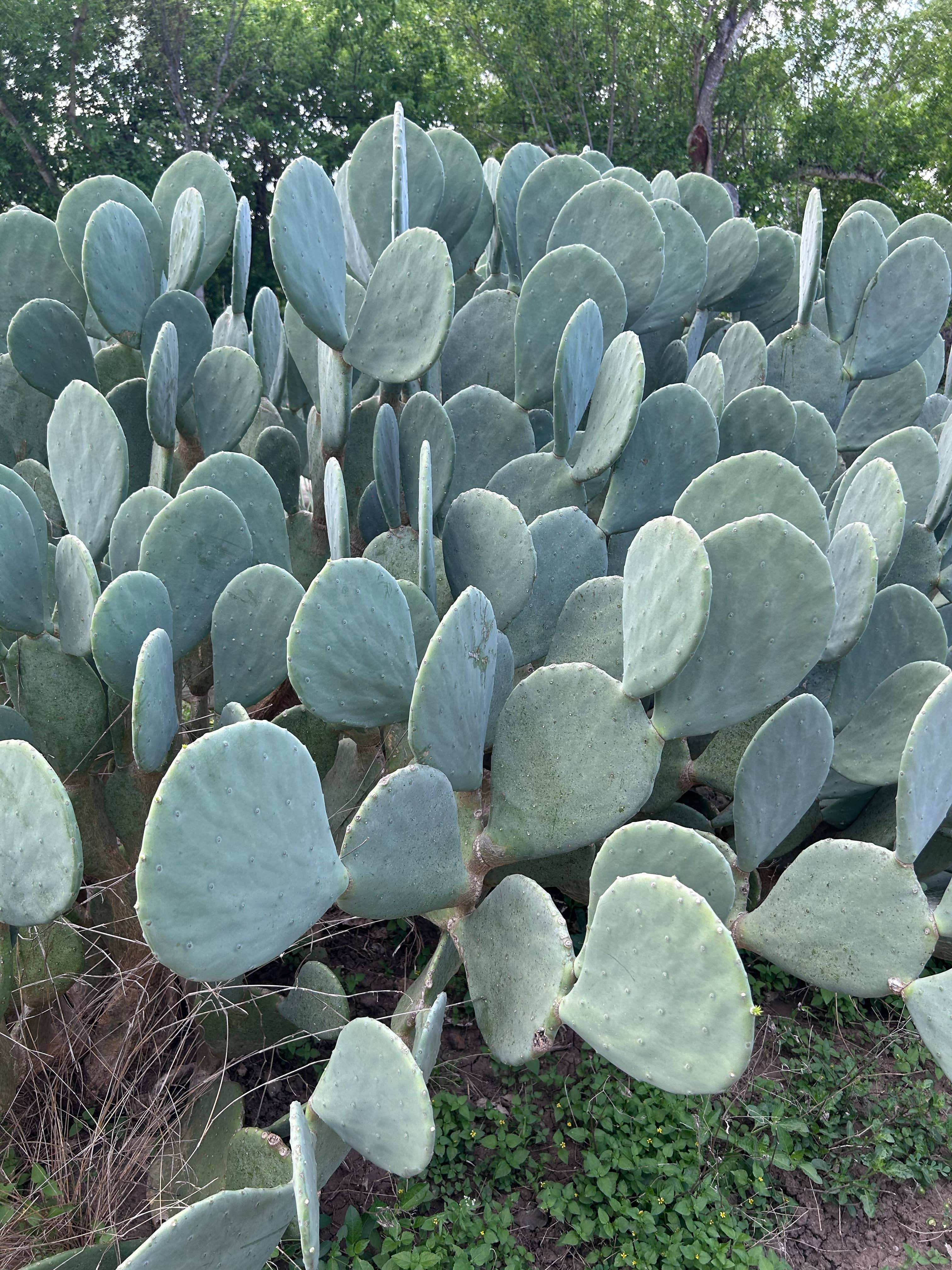 Camper-submitted photo at Yanawana Camp near Elmendorf, TX