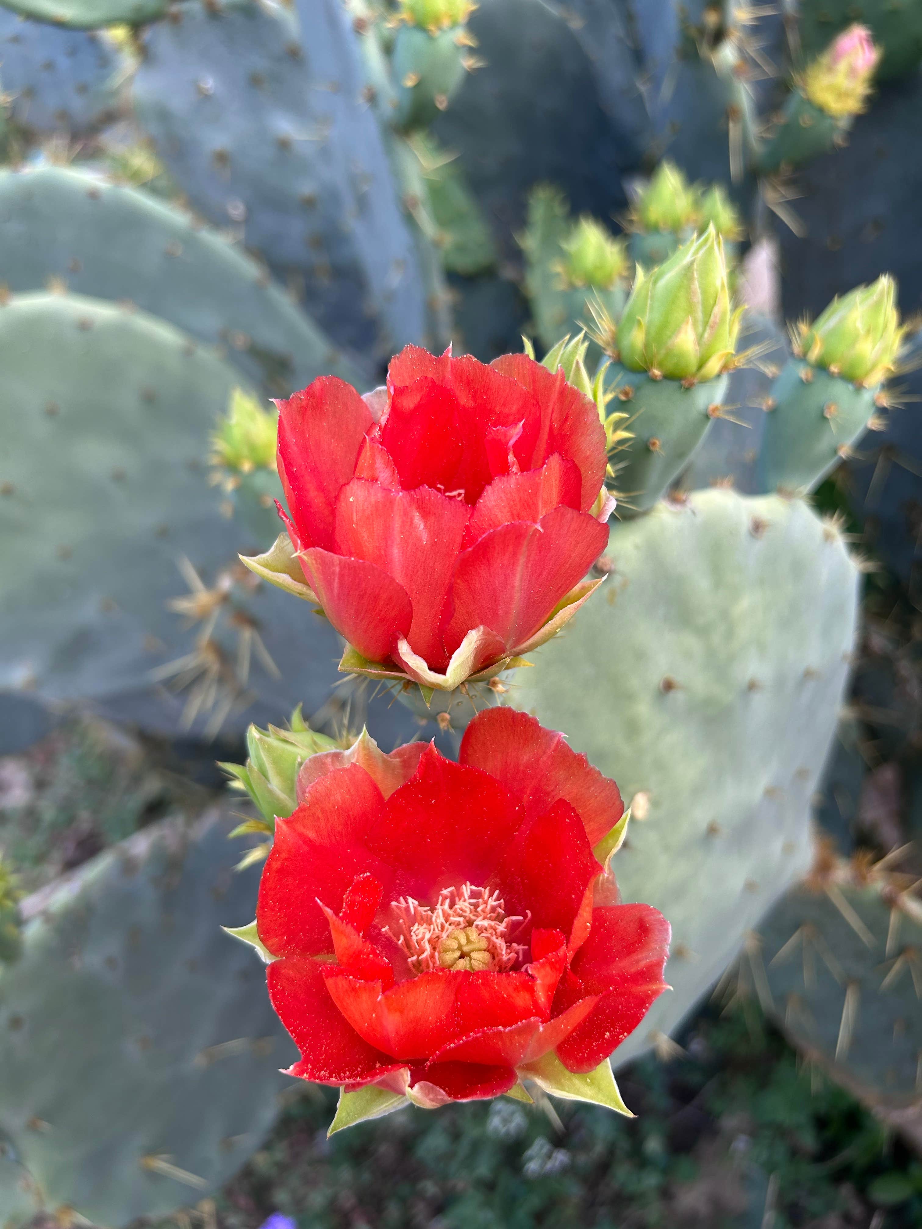 Camper-submitted photo at Yanawana Camp near Elmendorf, TX