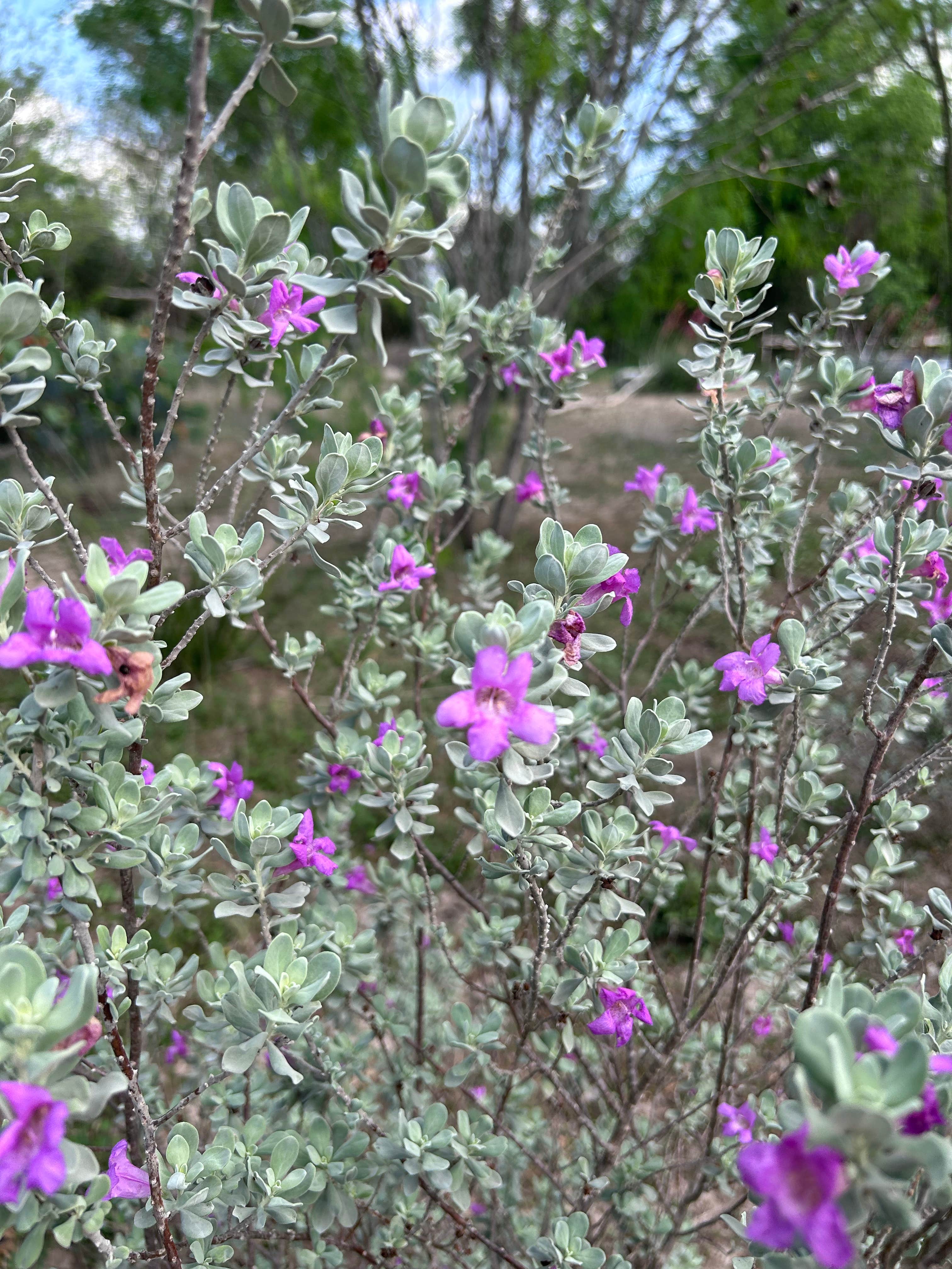 Camper-submitted photo at Yanawana Camp near Elmendorf, TX