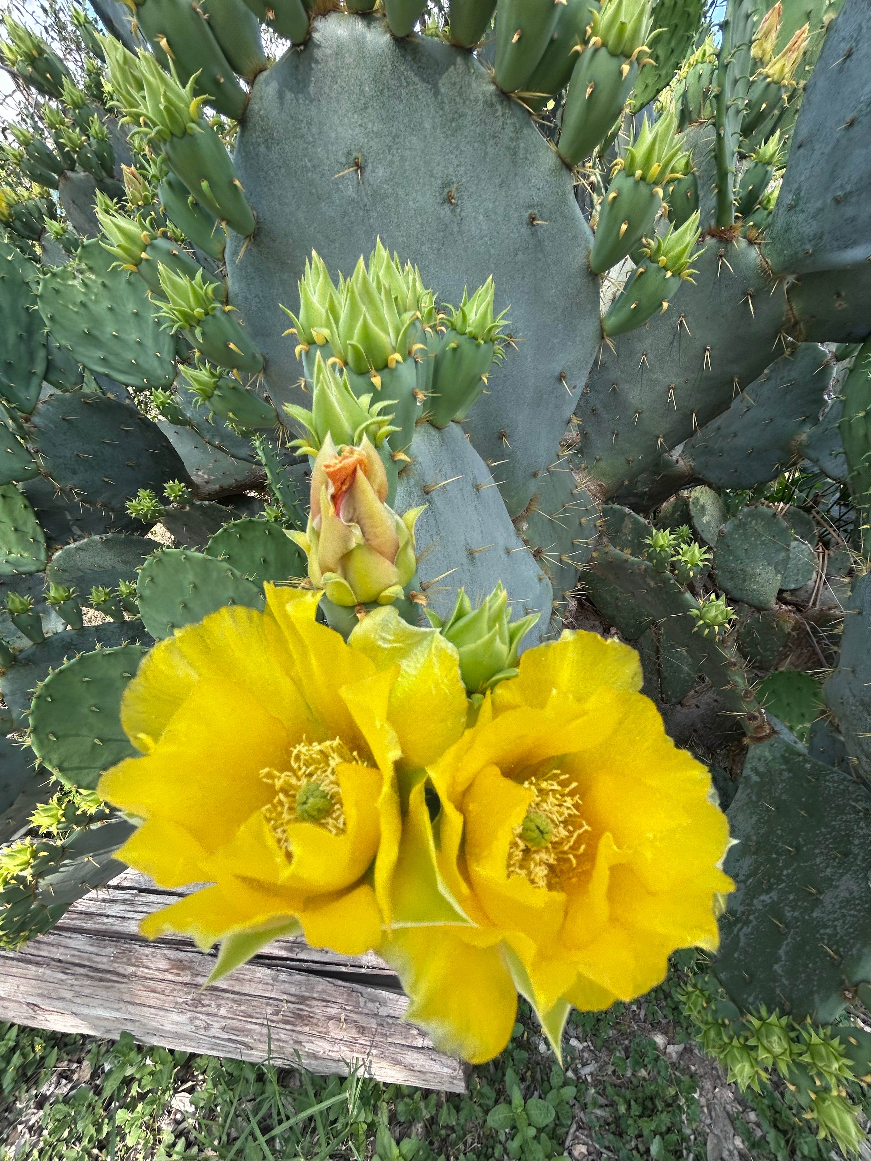 Camper-submitted photo at Yanawana Camp near Elmendorf, TX