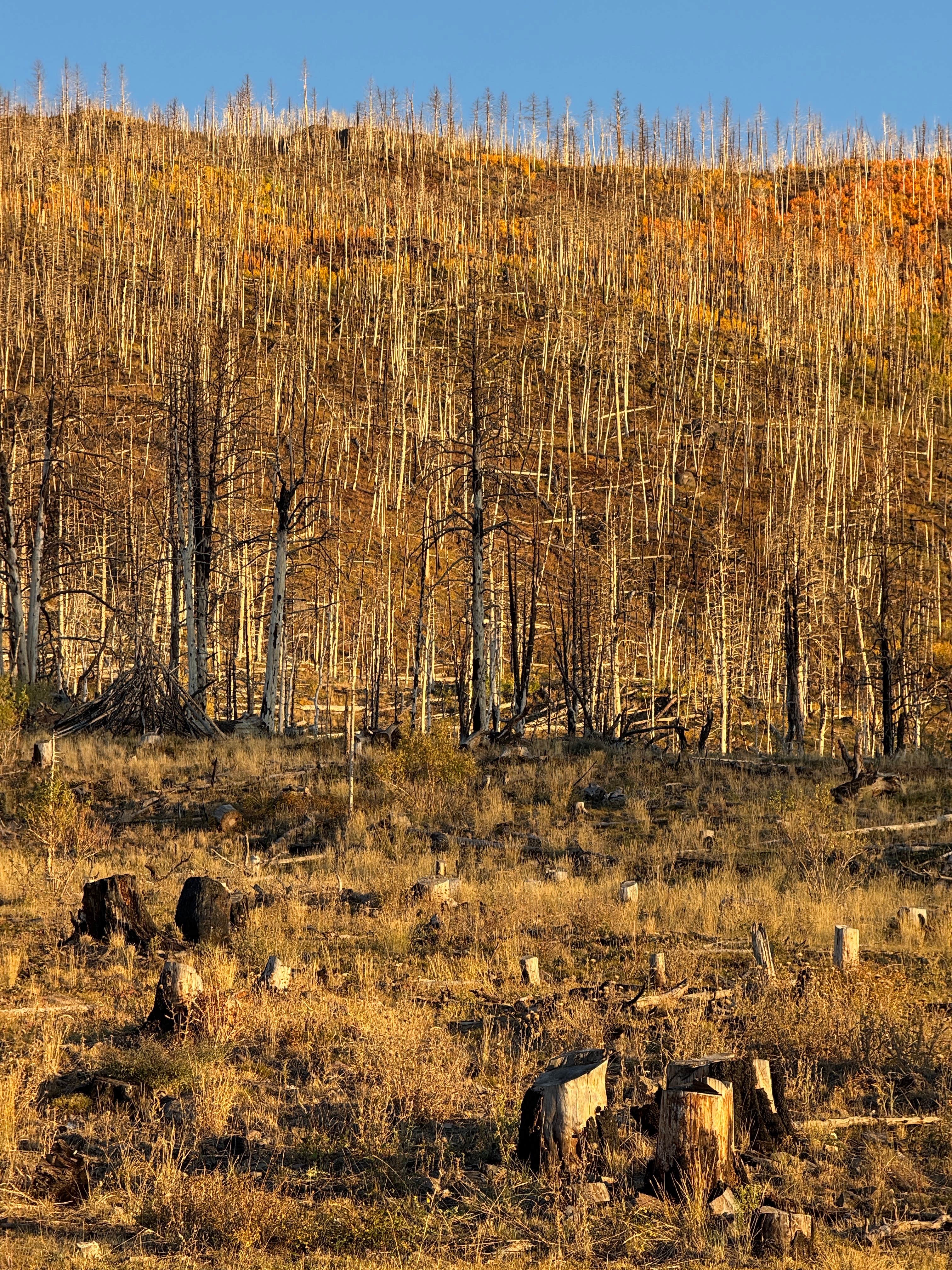 Camper-submitted photo at Yankee Designated Dispersed Camping Area near Parowan, UT
