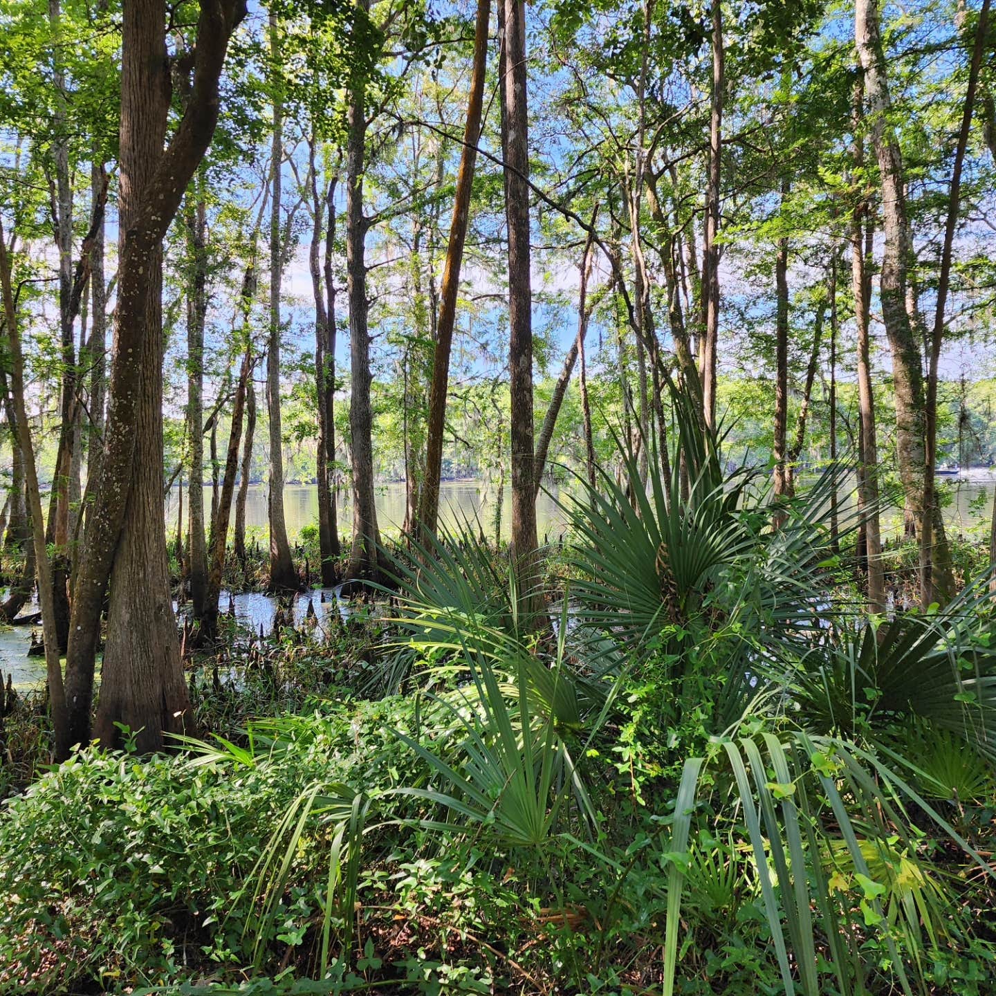 Camper-submitted photo at Yellow Jacket RV Resort near Chiefland, FL