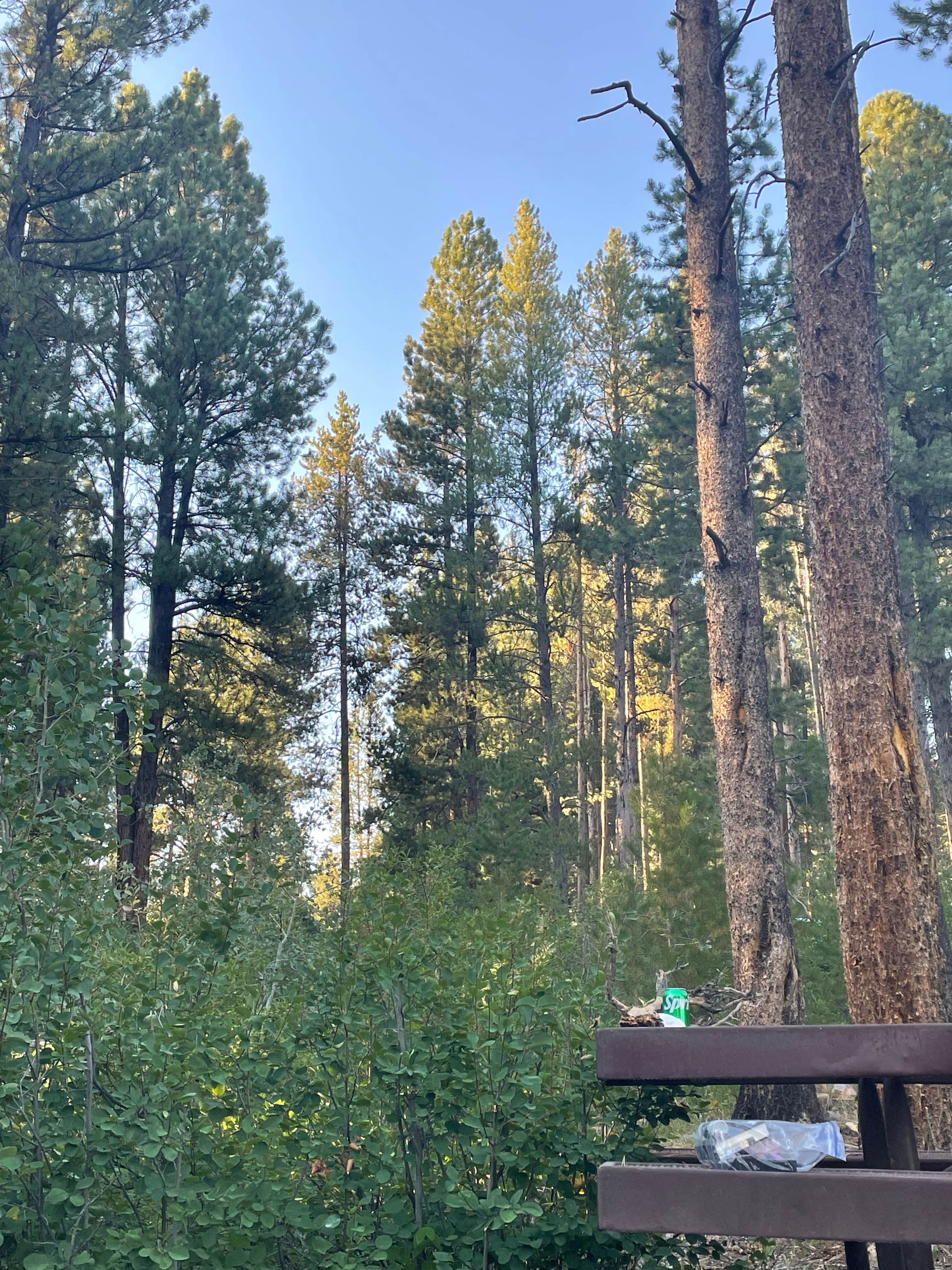 Camper submitted image from Yellow Pine Campground (Ut) — Uinta Wasatch Cache National Forest - 5