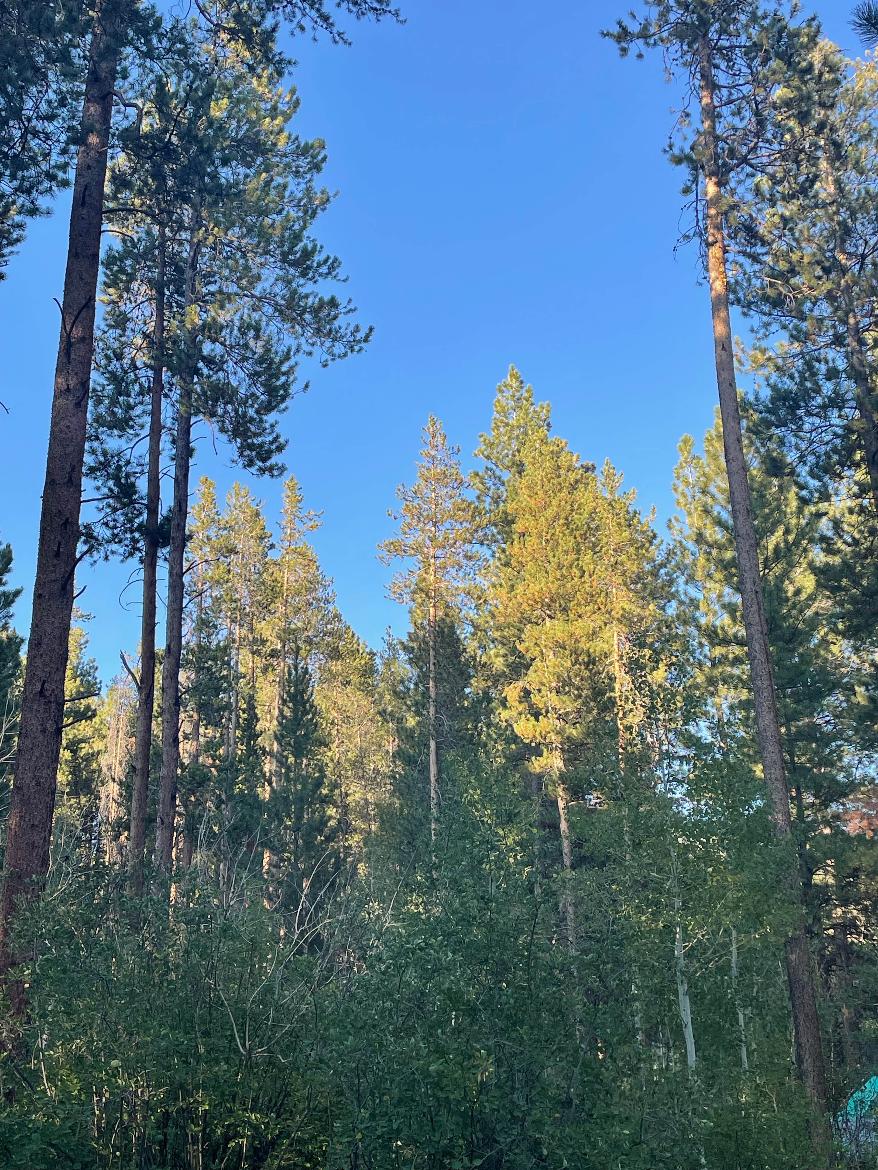 Camper-submitted photo at Yellow Pine Campground (Ut) — Uinta Wasatch Cache National Forest near Kamas, UT