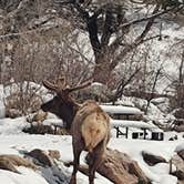 Review photo of Yogi Bear's Jellystone Park at Estes Park by Rachel G., June 7, 2025