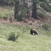 Review photo of Yogi Bear's Jellystone Park at Estes Park by Rachel G., June 7, 2025