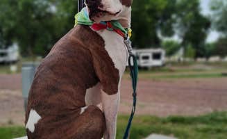 Jackie S.'s photo of camping with pets at Sioux Falls Yogi Bear near Garretson, SD