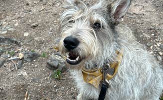 Heather P.'s photo of camping with pets at York Gulch Road near Georgetown, CO