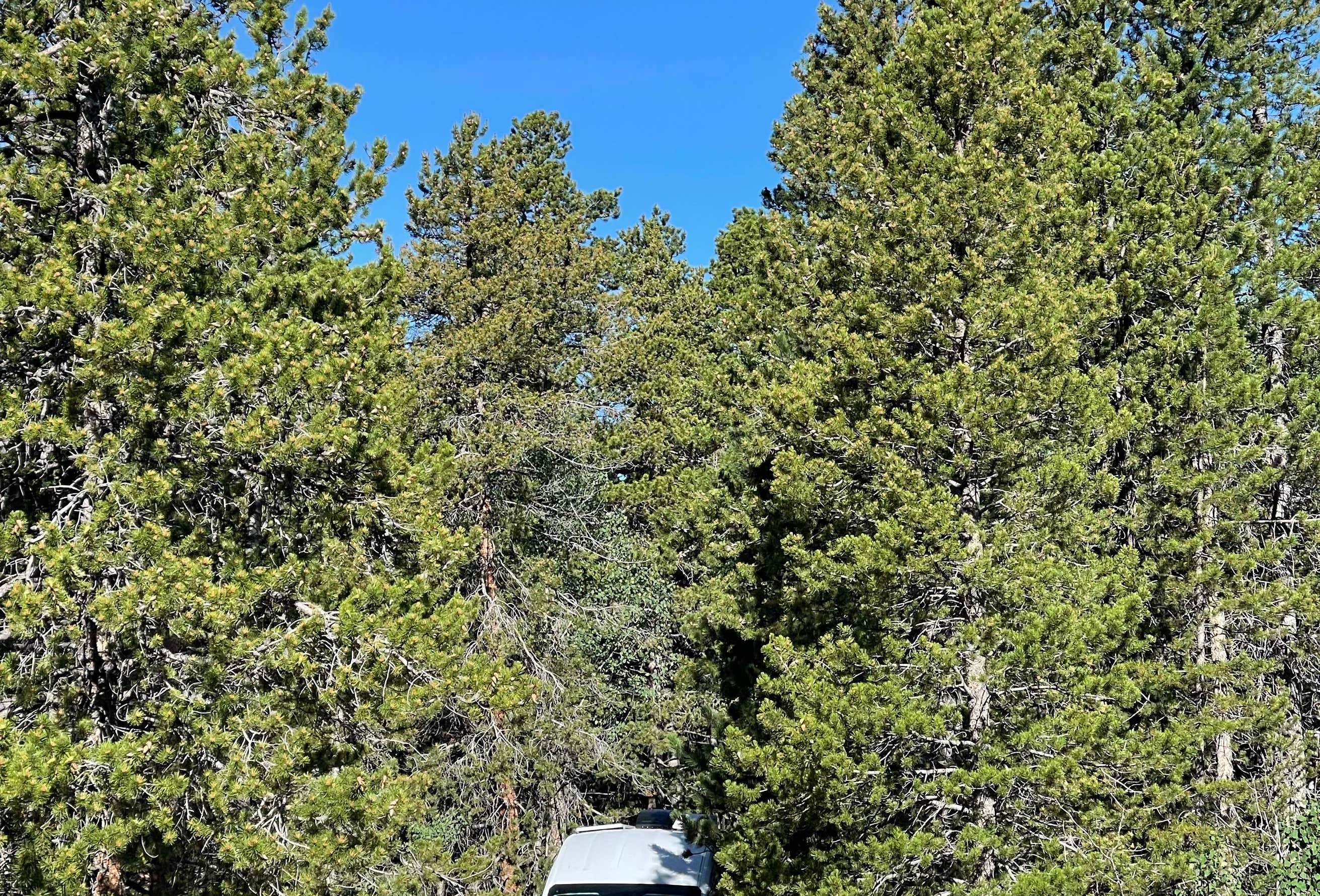 York Gulch Road Camping | Dumont, Colorado