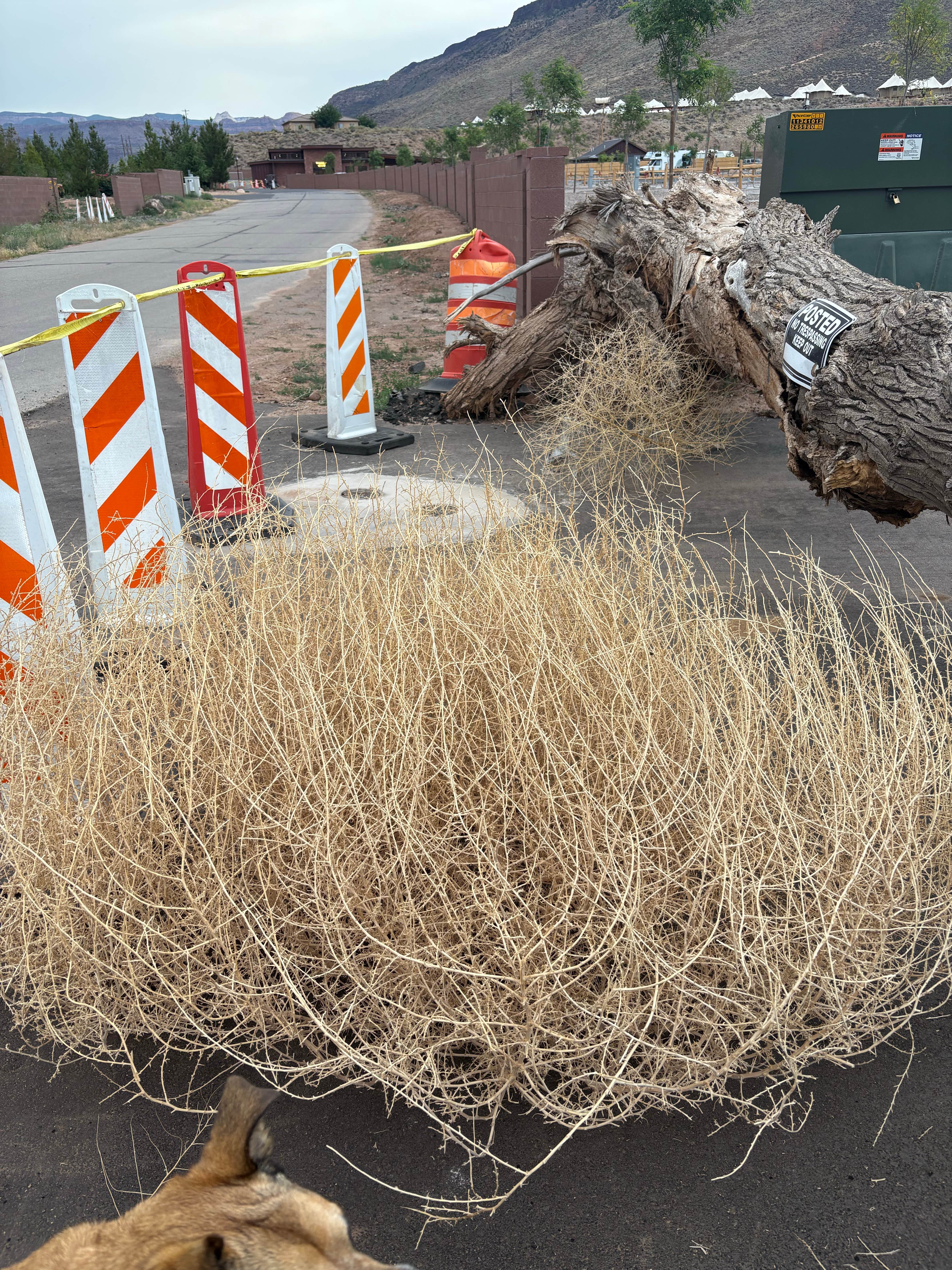 Camping near Zion River Resort: Zion National Park KOA Holiday, Virgin, Utah