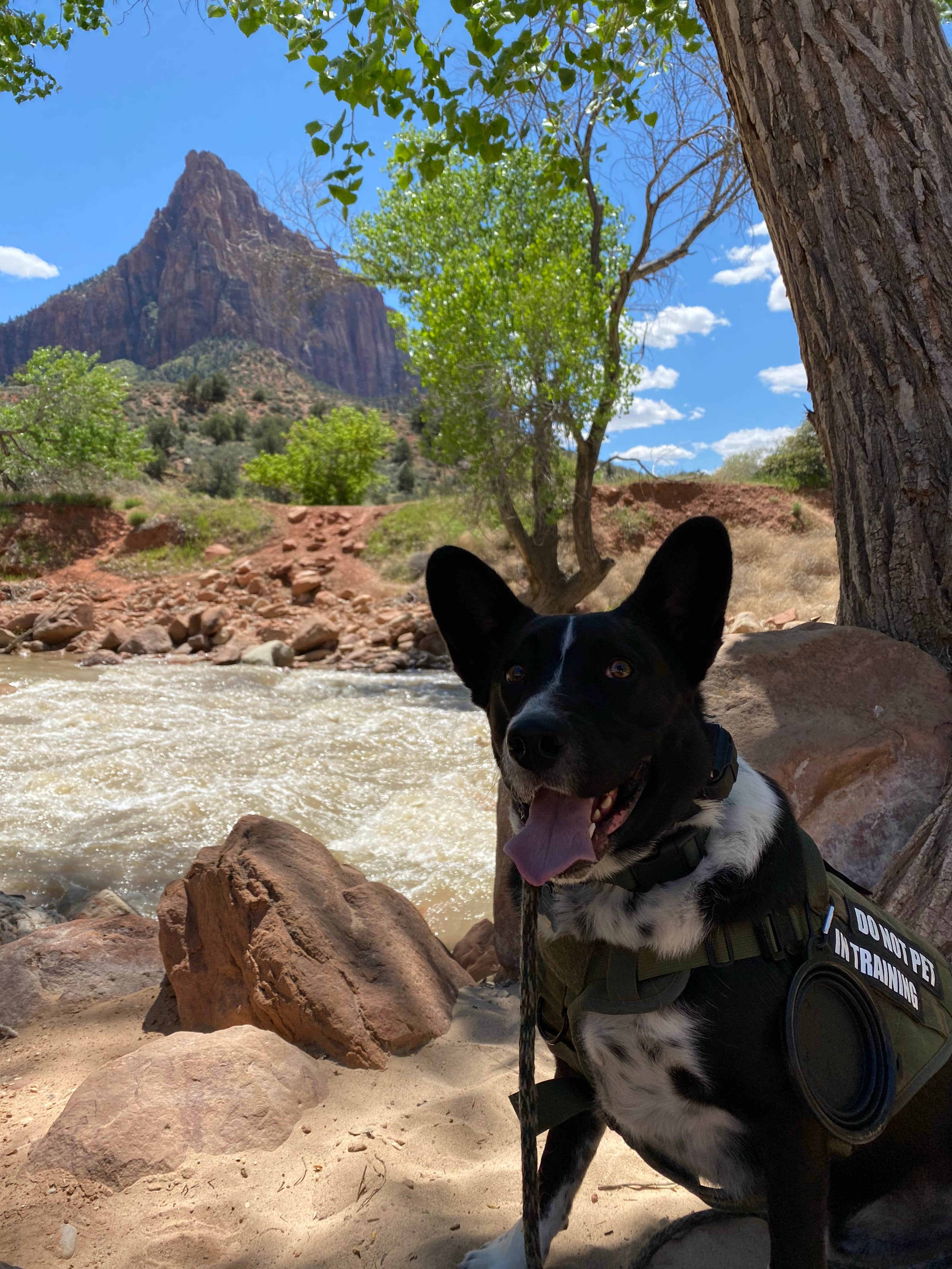 Rico B.'s photo of camping with pets at Zion River Resort in Utah