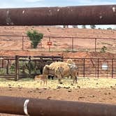 Review photo of Zion White Bison Resort by Hattie R., June 4, 2025