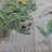 Herbster