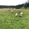 Lopez Farm C.
