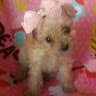 MaltipooPup S.