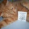 cat L.