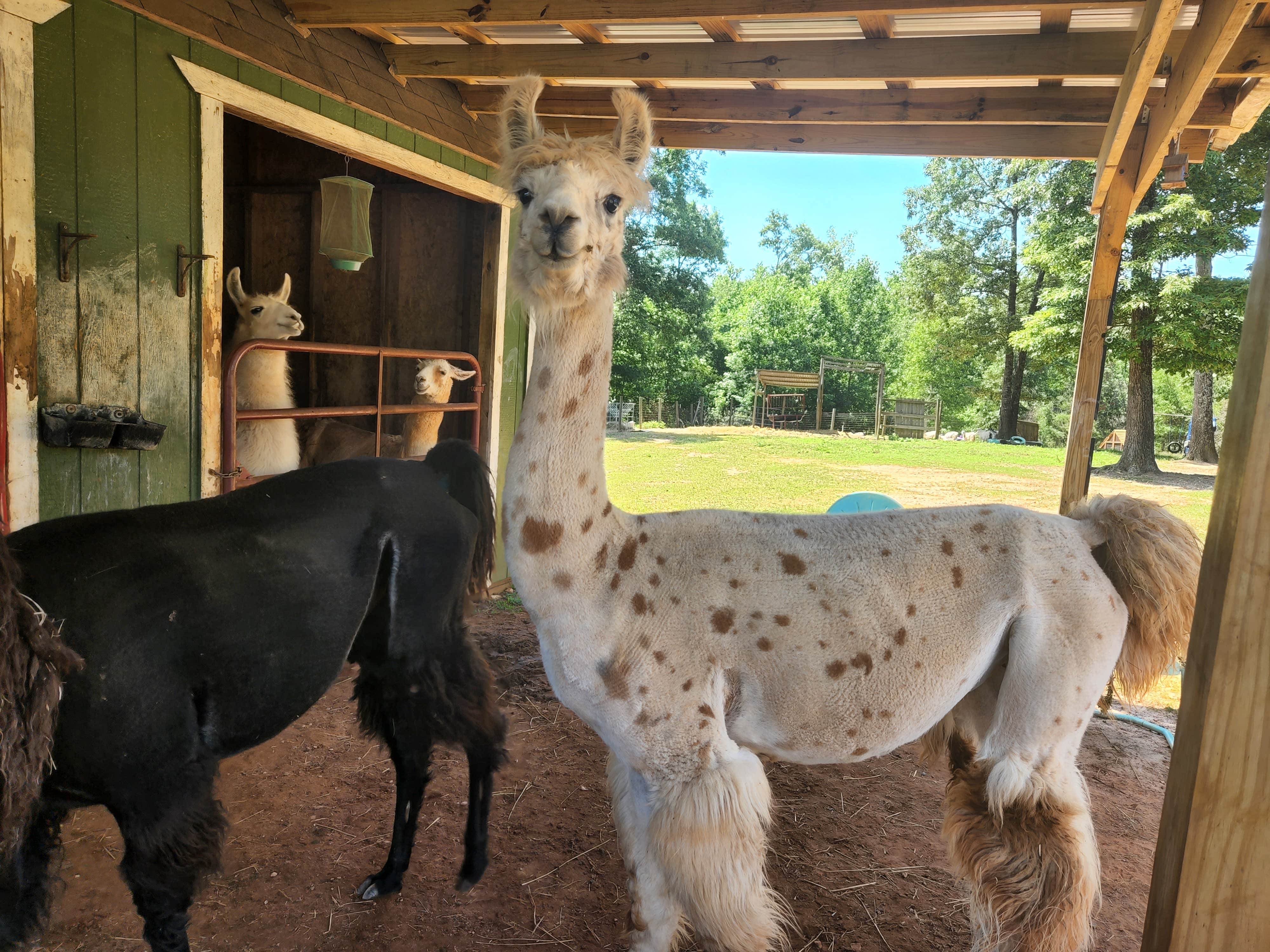 Llamas on the Loose F.