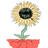 Sun H.
