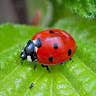 Ladybug 