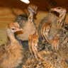 Quail R.
