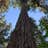 Tree V.